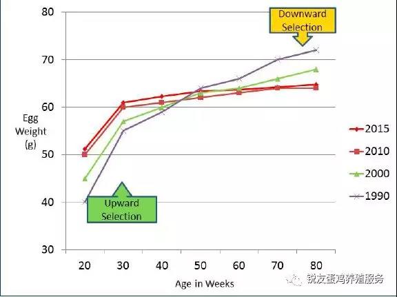 关于蛋重，你应该知道的：不是越重越好！
