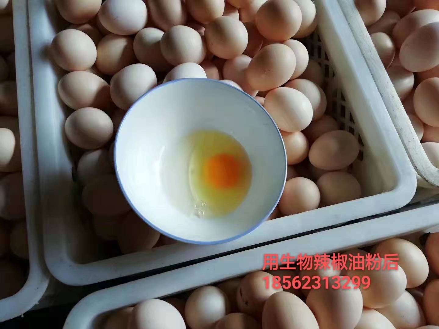 热应激会造成蛋鸡采食量下降添加发酵辣椒粕增食欲