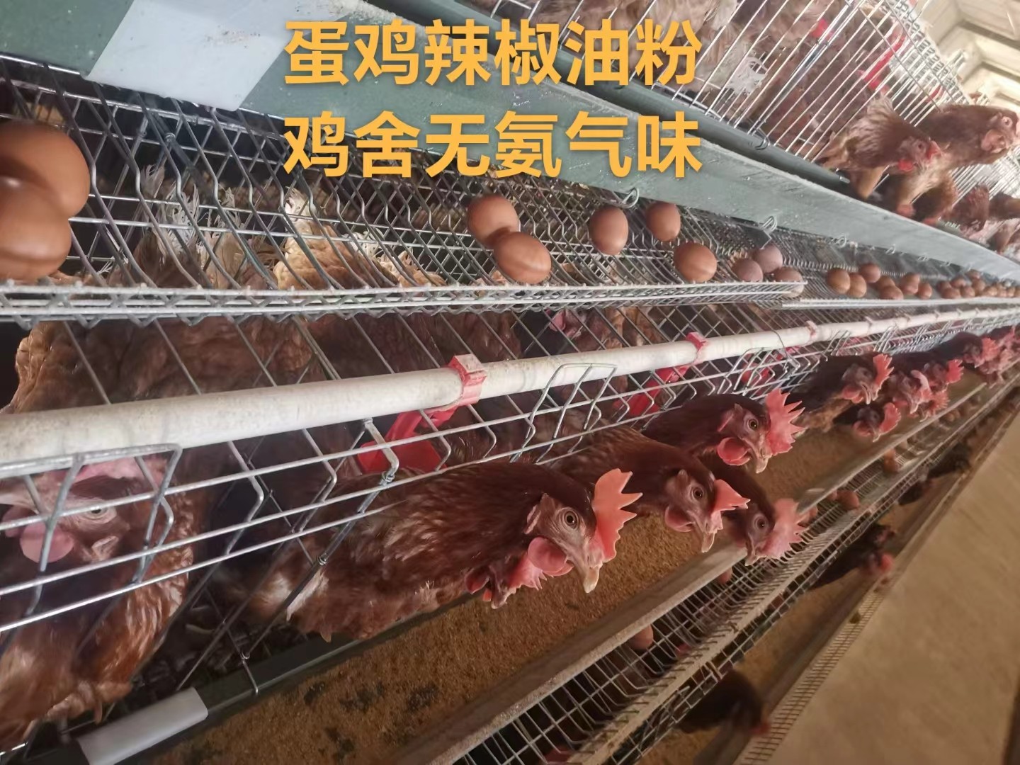 春天温差大鸡群应激添加蛋鸡辣椒油粉早预防